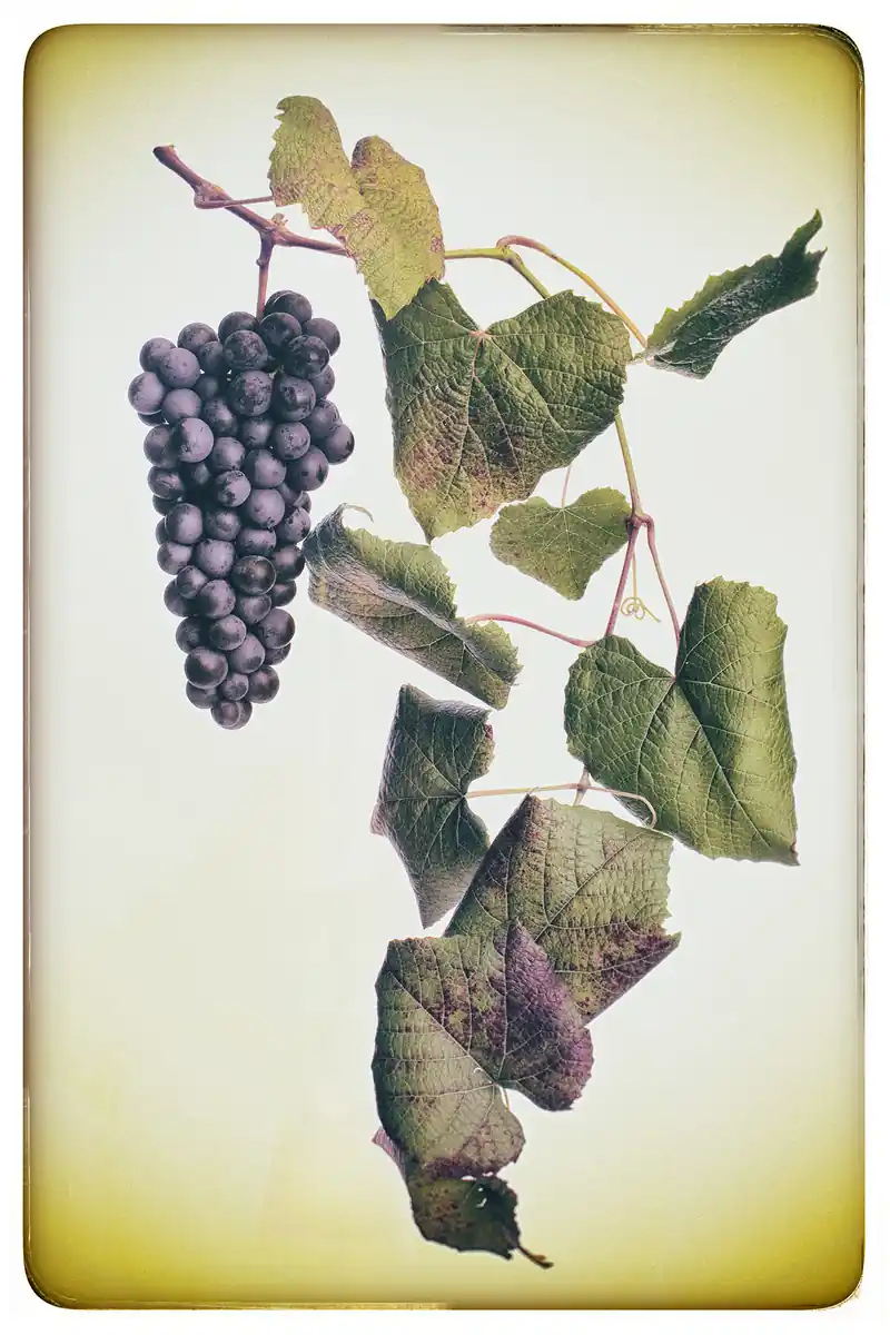 inscription 19c3c427a7ad6830bec6c028de5c7a7cc71e55dbb56edf9733dea0e8044bbedfi0