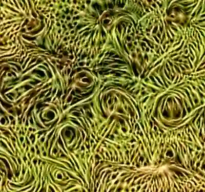 inscription 35270ddc87bb6a84116e96f1fcecfe8d0913efd44cf47c6f086d2b033d2b0bafi5