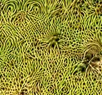 inscription 35270ddc87bb6a84116e96f1fcecfe8d0913efd44cf47c6f086d2b033d2b0bafi7