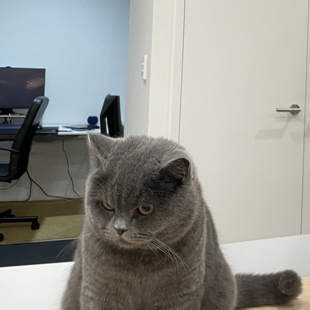 inscription 69132cffcc16fb7d75432a4733b3b5b20d8fa9169ddb564f8b554d199dfaadefi0